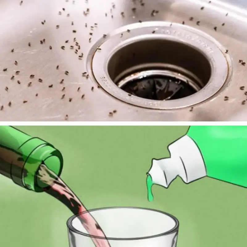 Gnats in the Kitchen: 7 Simple Tips to Get Rid of Them