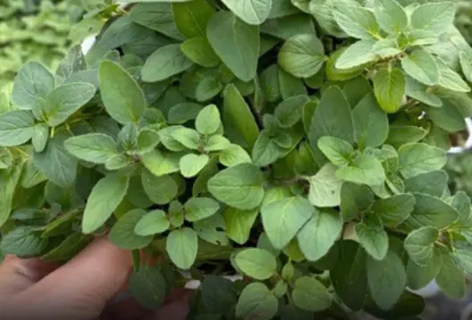 One Small Oregano Leaf a Day Could Make a Big Difference