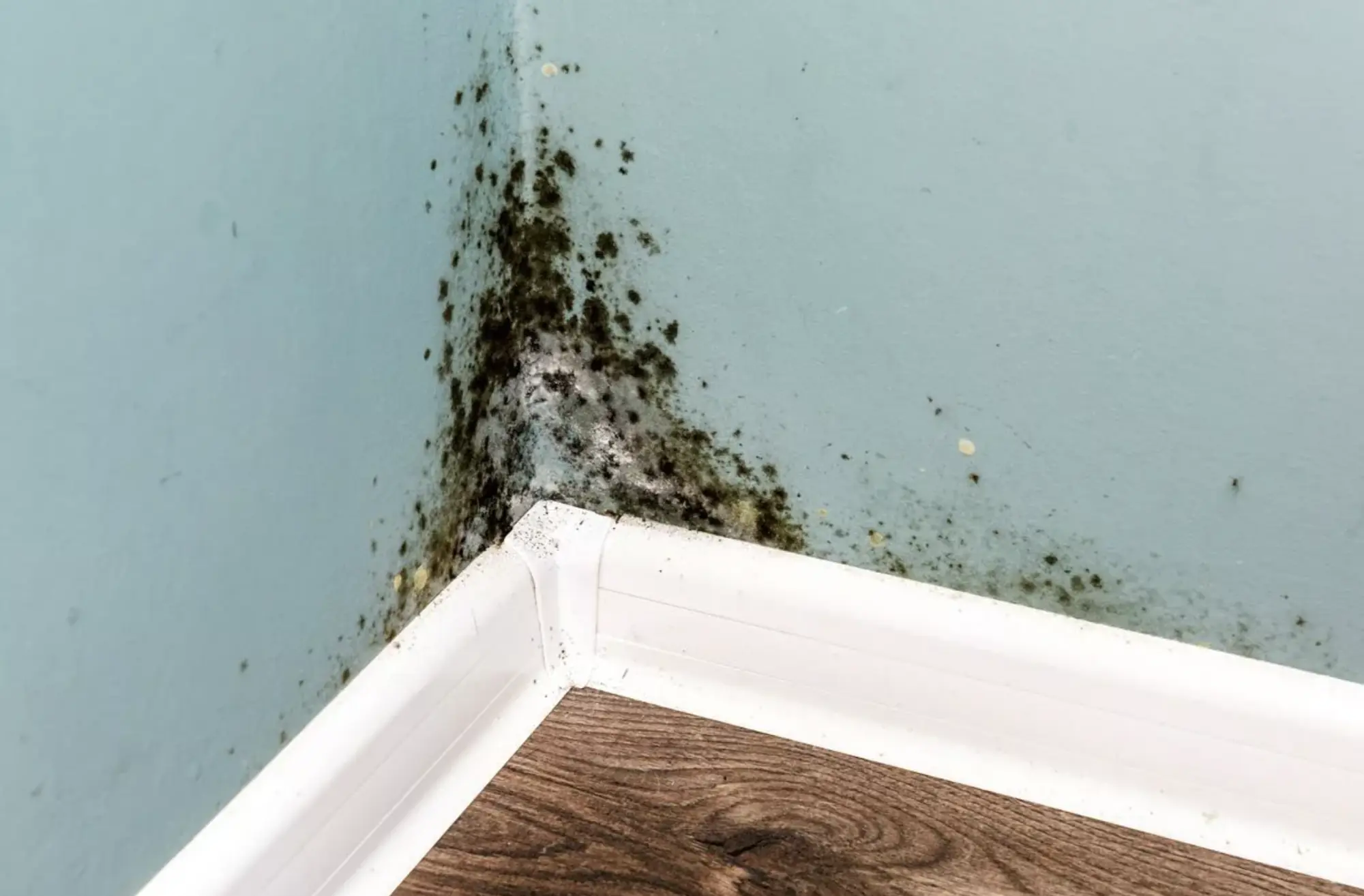 Remove Mold From Walls Using One Simple, Low-Cost Ingredient Most Homes Already Have