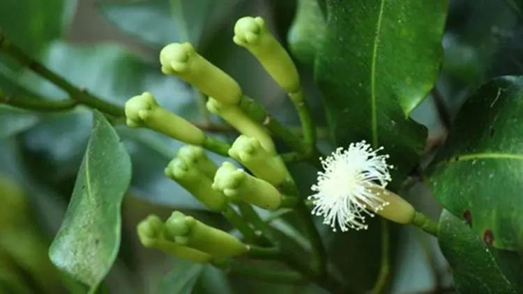 Cloves in Focus: Health Benefits, Applications, and Mechanisms of Action