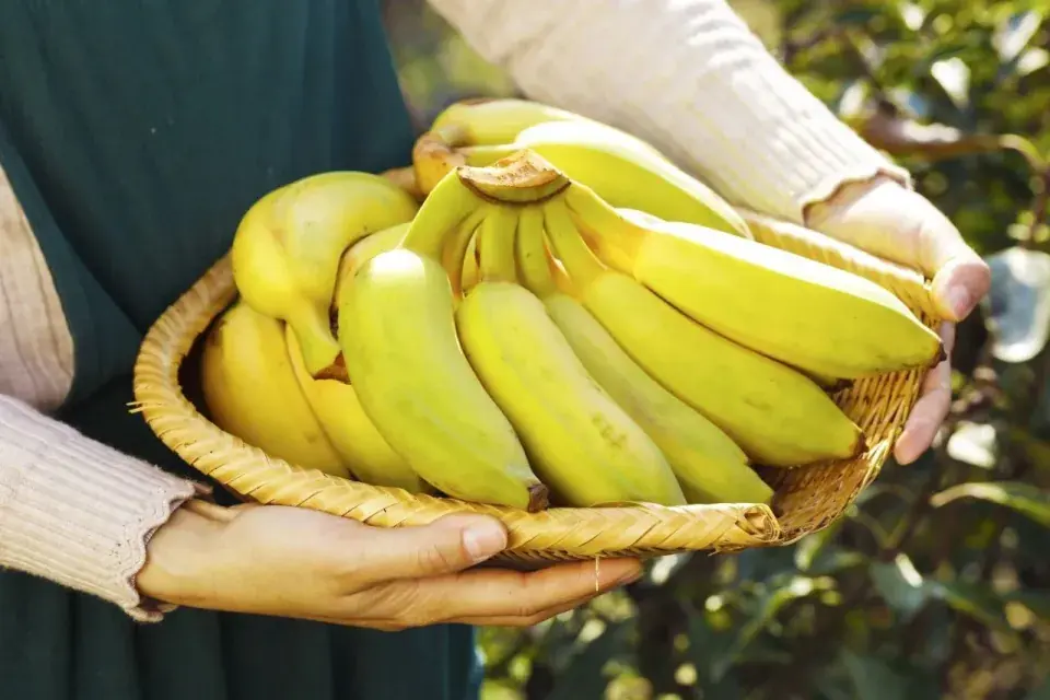 7 situations when you should avoid eating bananas to protect your health