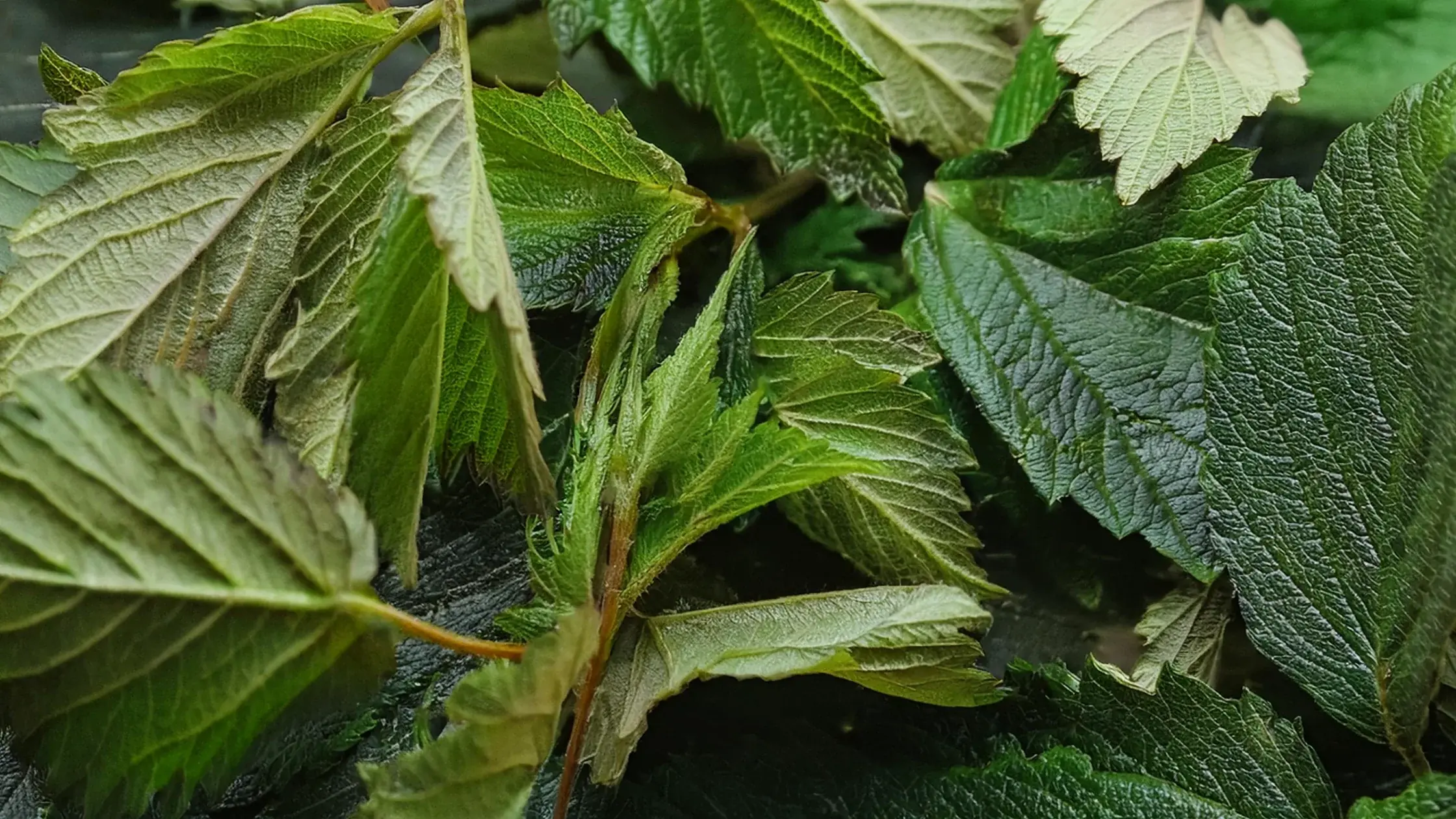 Discover the secret benefits of raspberry leaves you might not know