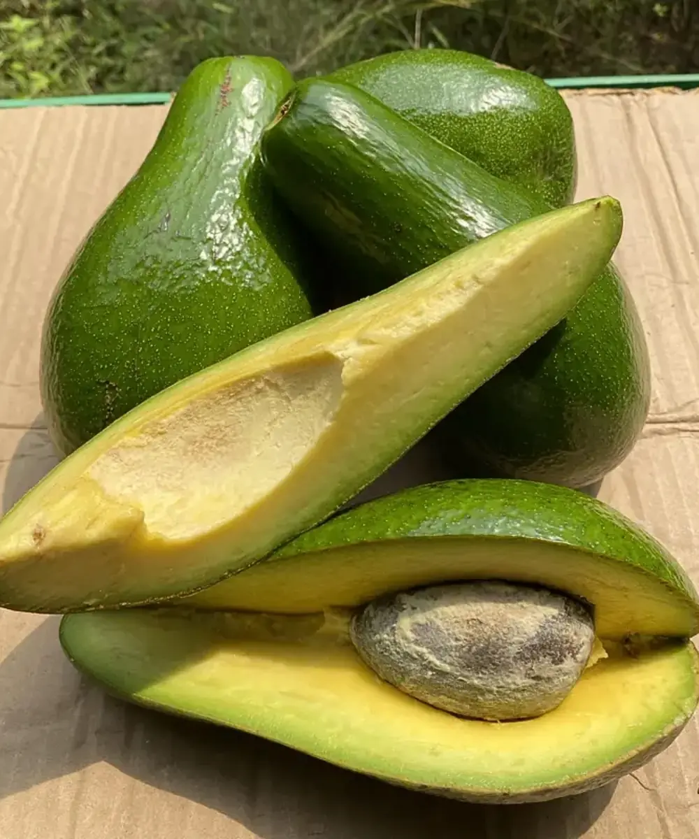 The Amazing Benefits of Avocado: Health, Digestion & Weight Control