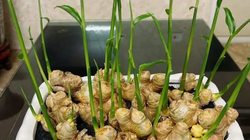 How to Easily Grow Ginger in Your Own Home Garden
