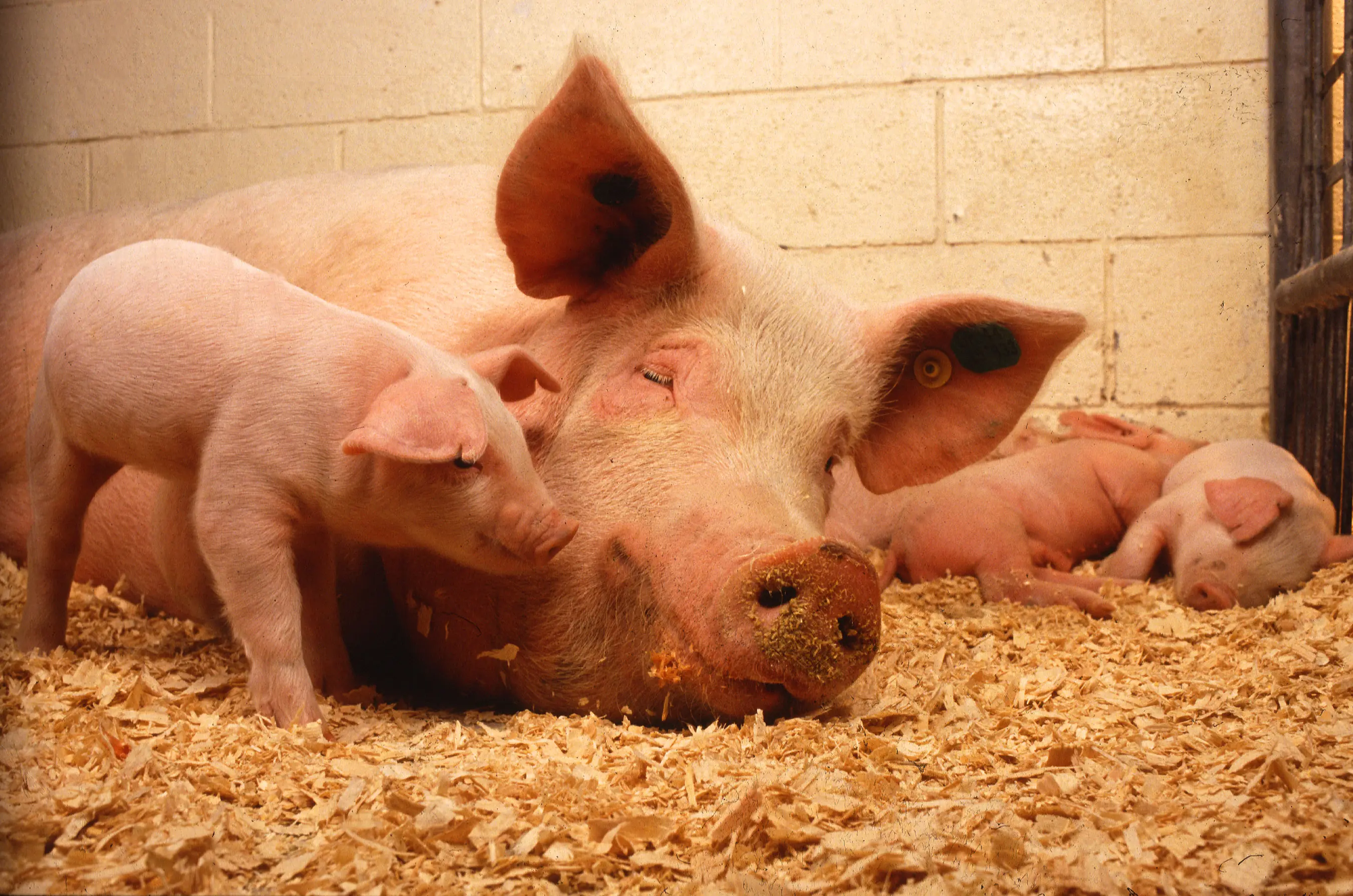 7 parts of a pig contain harmful substances, so you should limit your consumption to avoid getting sick