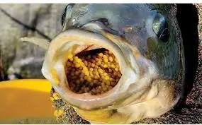 Is Tilapia Really Healthy? Here’s What You Should Know