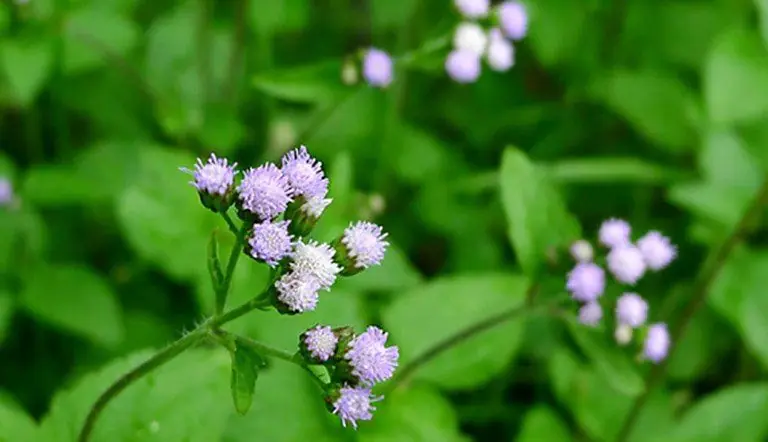 13 surprising healing benefits of Billygoat Wee:d you didn’t know