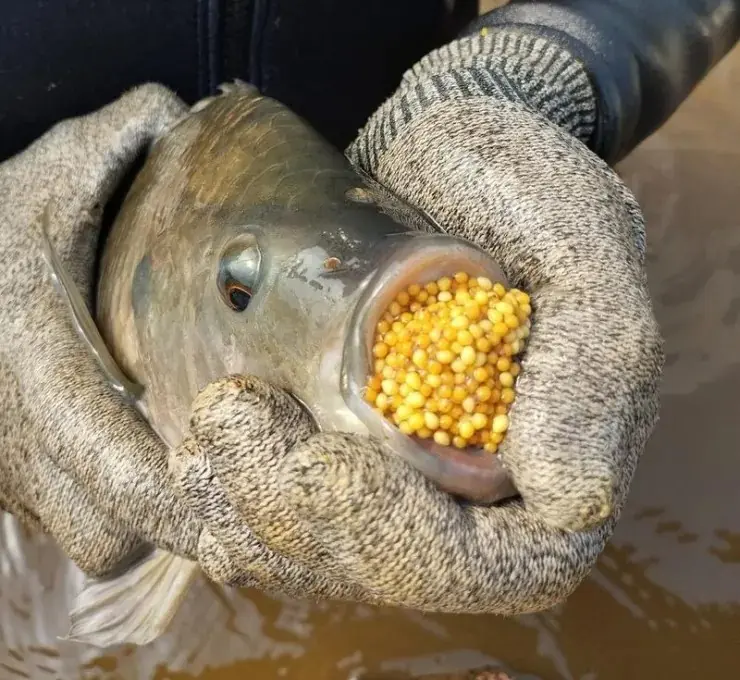 Viral Claim About Red Snapper Sparks Concern—What You Should Really Know