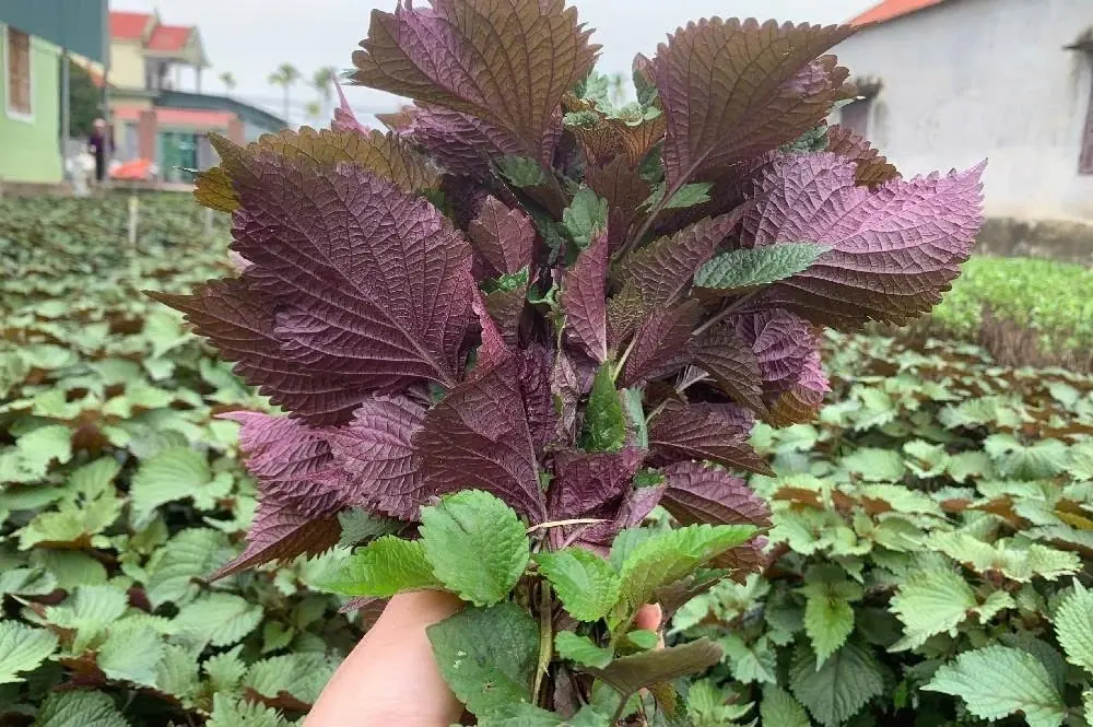 Perilla leave - Known for Its Healing Properties, This Leaf Offers Many Health Benefits