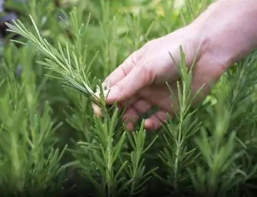 The most powerful and medicinal plant that people ignore and are unaware of its power is called...