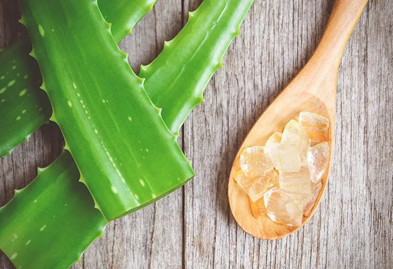 Aloe Vera’s Hidden Powers: Why the Egyptians Believed It Could Grant Immortality