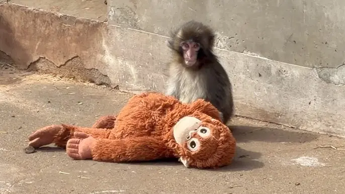 Heartwarming News: A Little Monkey’s Endless Wait at the Gate for the One He Loved