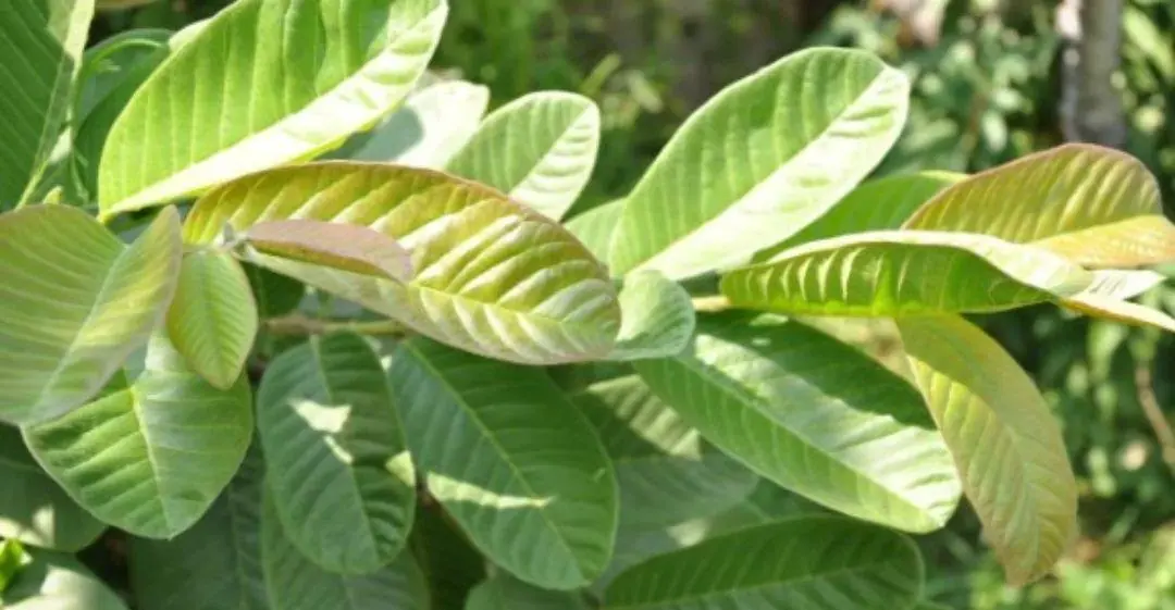 With this leaf in hand, you don't have to worry about diarrhea or health problems will improve