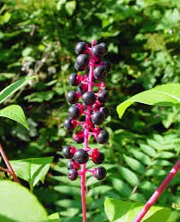 Phytolacca americana — Gorgeous Yet Toxic, A Plant to Avoid