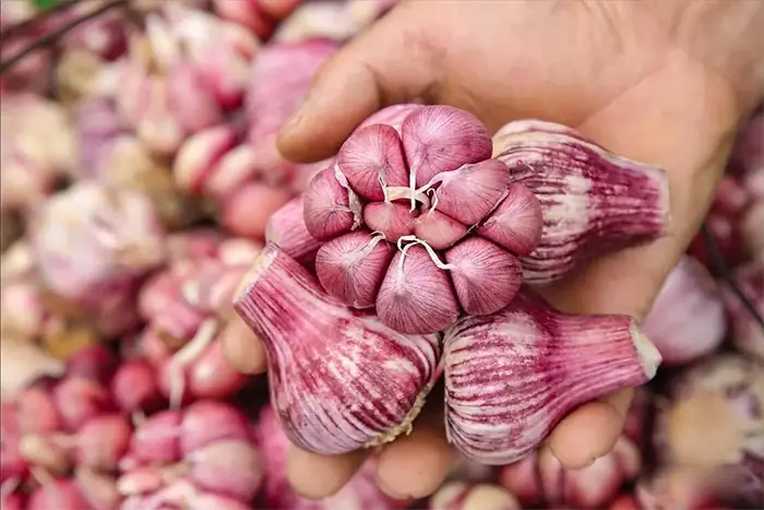 5 Types of Garlic You Should Never Buy – They May Harm Your Health