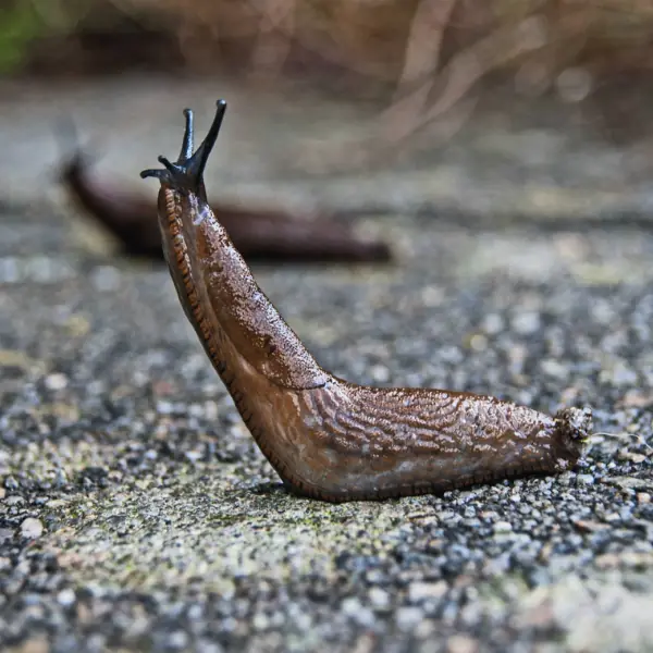 What It Really Means When a Slug Enters Your Home