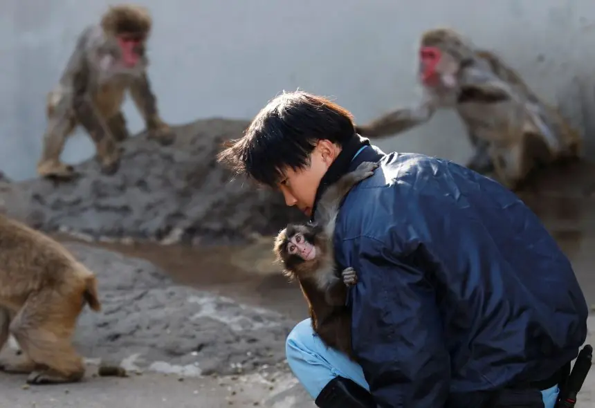 Little Punch Finally Gets a Peaceful Space After Being Bullied by Older Monkeys