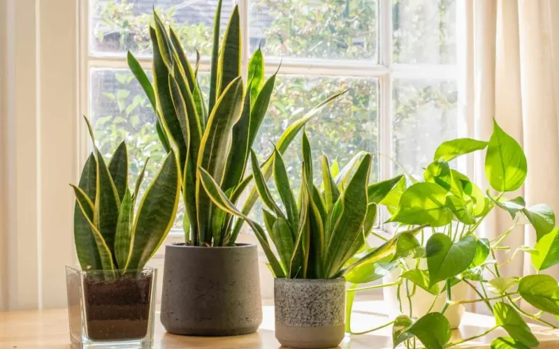 These 5 plants help eliminate formaldehyde, trap fine dust, and keep your air fresh and clean