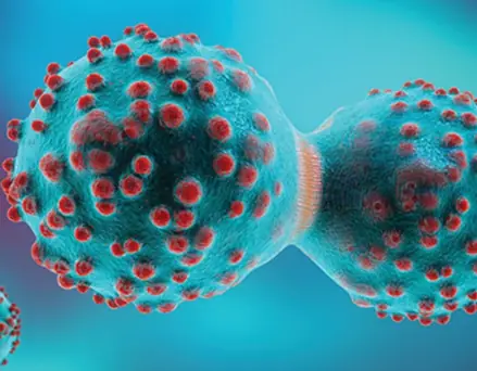 Lung Tumors Drop Sharply with Rapamycin in Tobacco Exposure Research