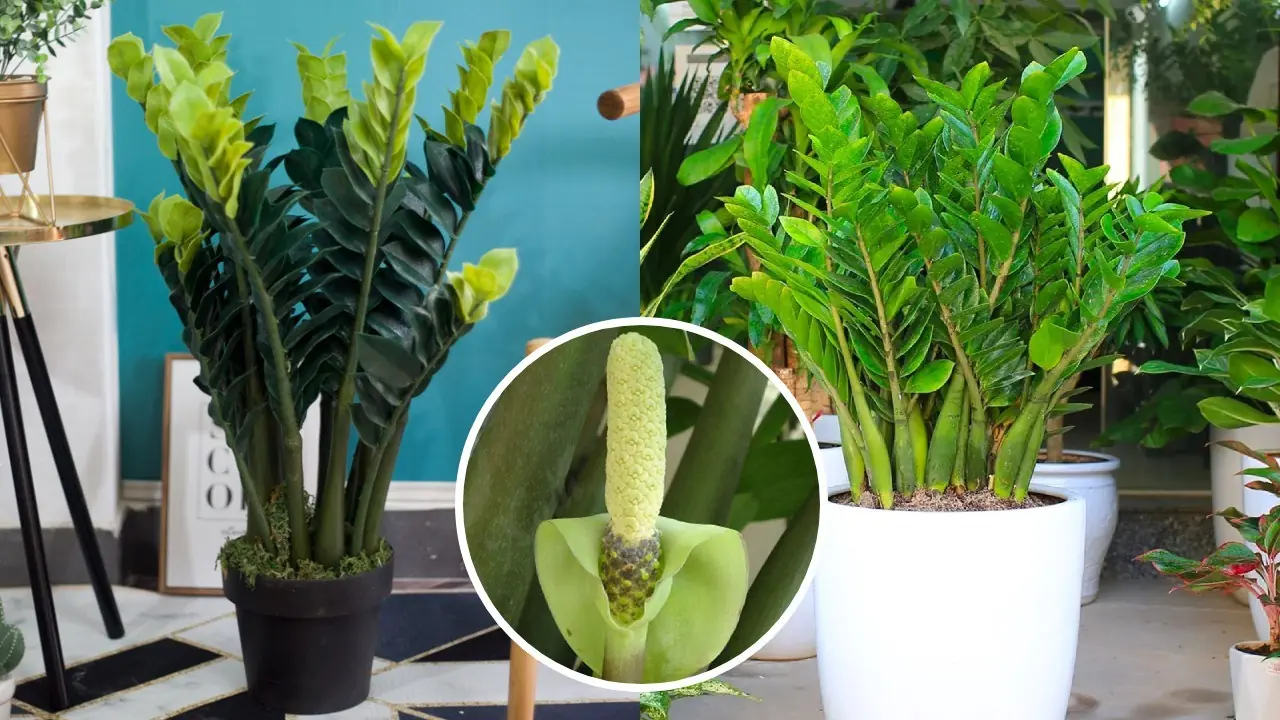 Can a Simple Mix Boost Your ZZ Plant? Experts Weigh In on Growth and Care