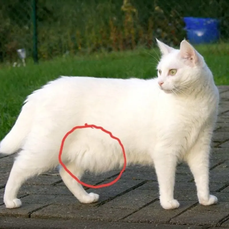 Why Cats Have Loose Belly Skin: What It Means for Their Health