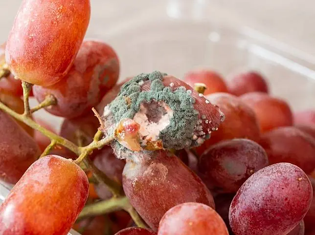 5 common fruits that doctors warn may contribute to can.cer risk if overconsumed