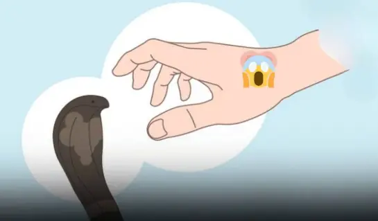 First Aid Steps to Take After a Snake Bite