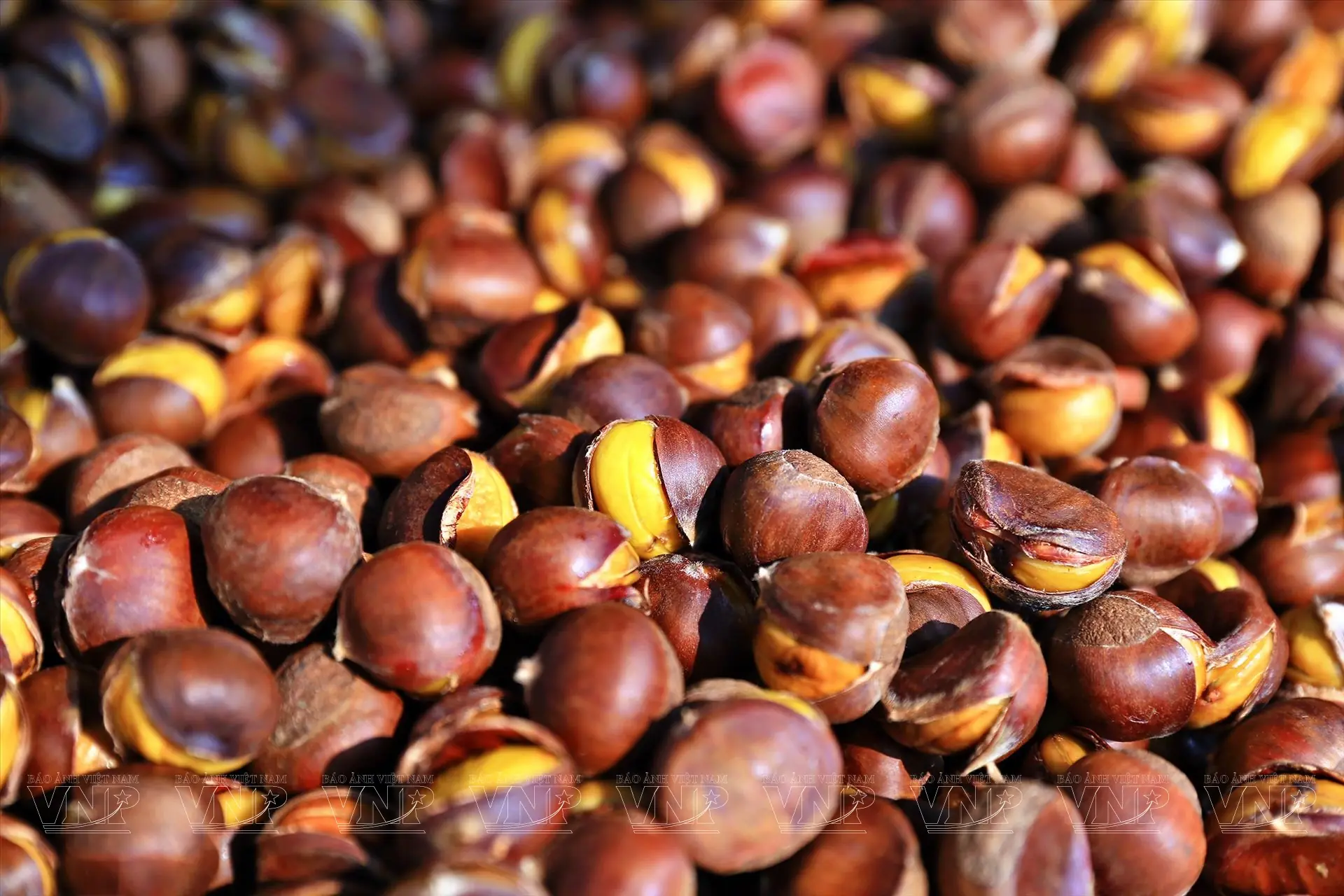 Doctor explains that eating macadamia nuts may lead to