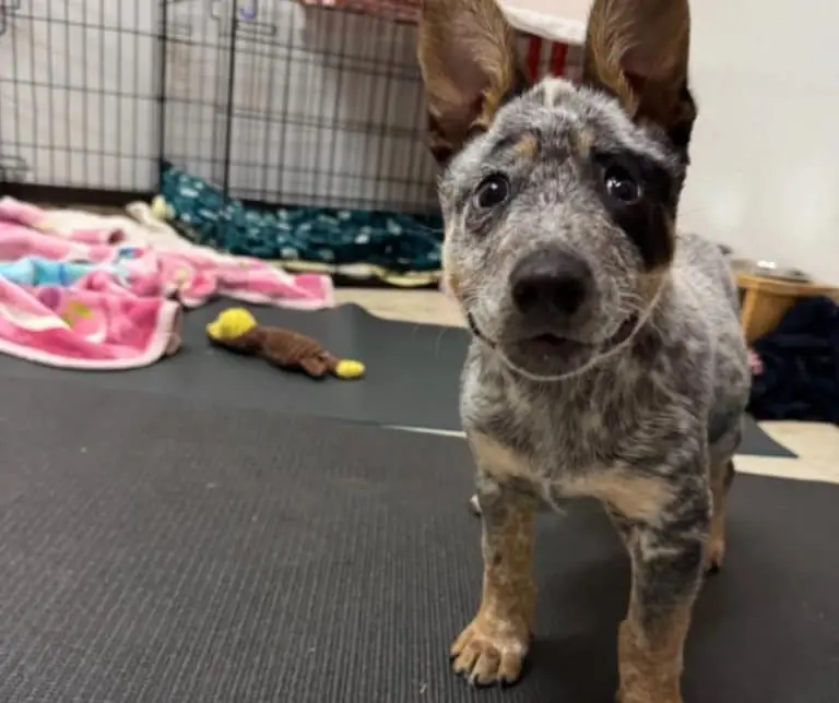 Wobbly Shelter Puppy Keeps Toppling Over And Stealing Hearts