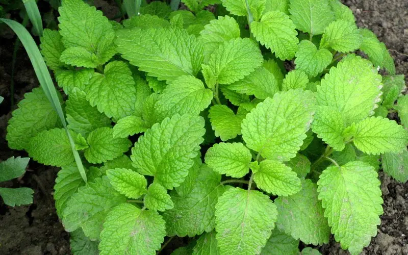 What plants can you use to effectively drive mice away from your home?