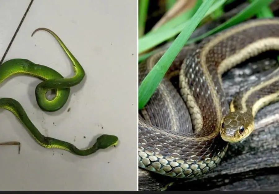 3 Effective Ways to Prevent Snakes From Entering Your Home