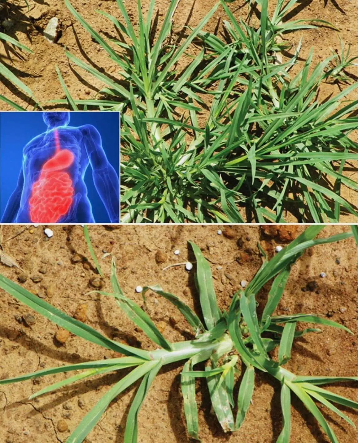 Most people don't know the power of this Unpretentious Backyard Miracle Plant...