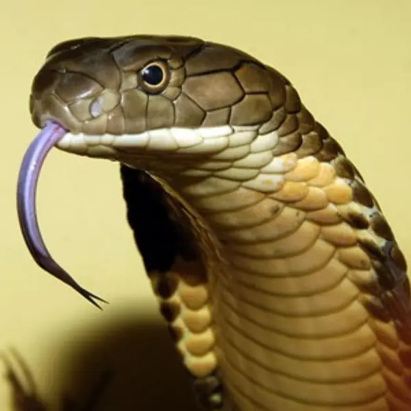 What to Do First After a Snake Bite: A Life-Saving Guide