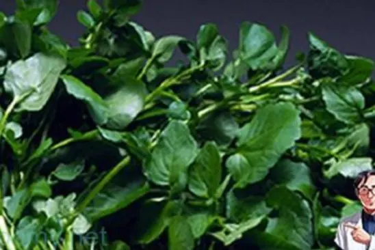 This Vegetable Is Gaining Global Attention for Its Anti-Cancer Potential