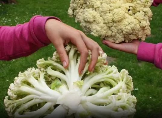 4 types of vegetables that cancer cells fear the most, doctors remind: eating a little bit often is good for your health