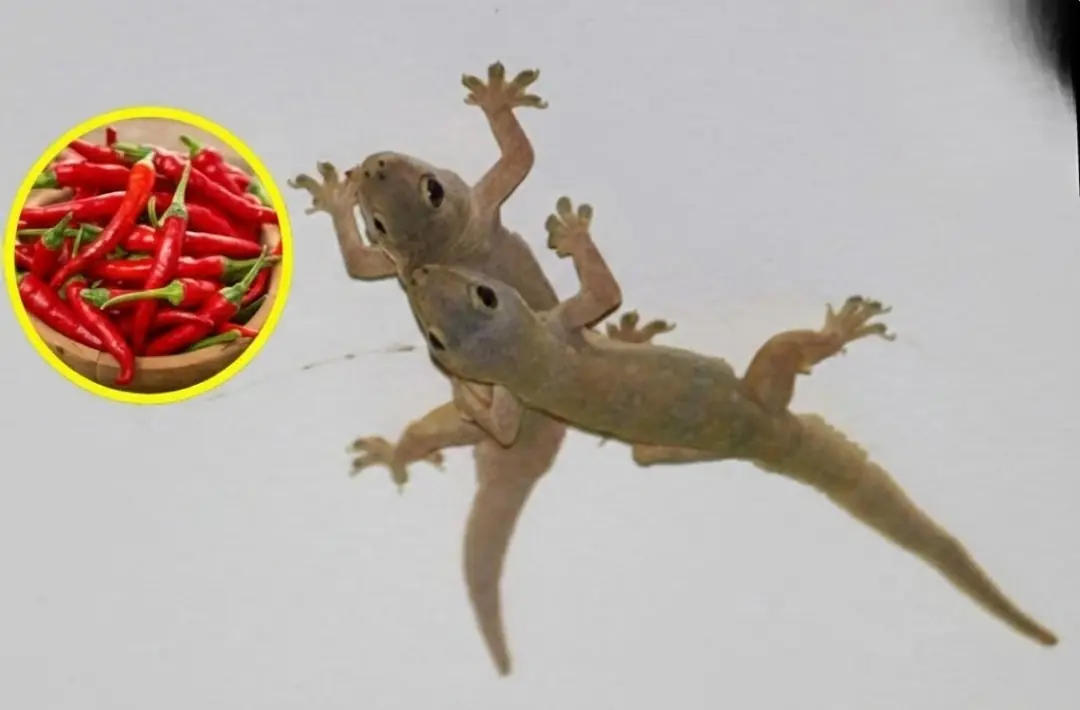 Too many geckos in your home? Simple ways to keep them away for good