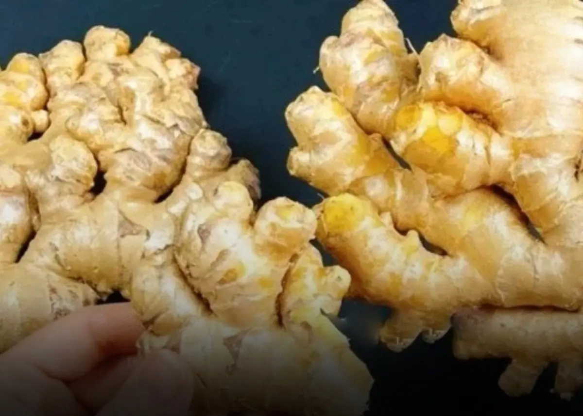 Doctors reveal that consuming ginger causes in... see more