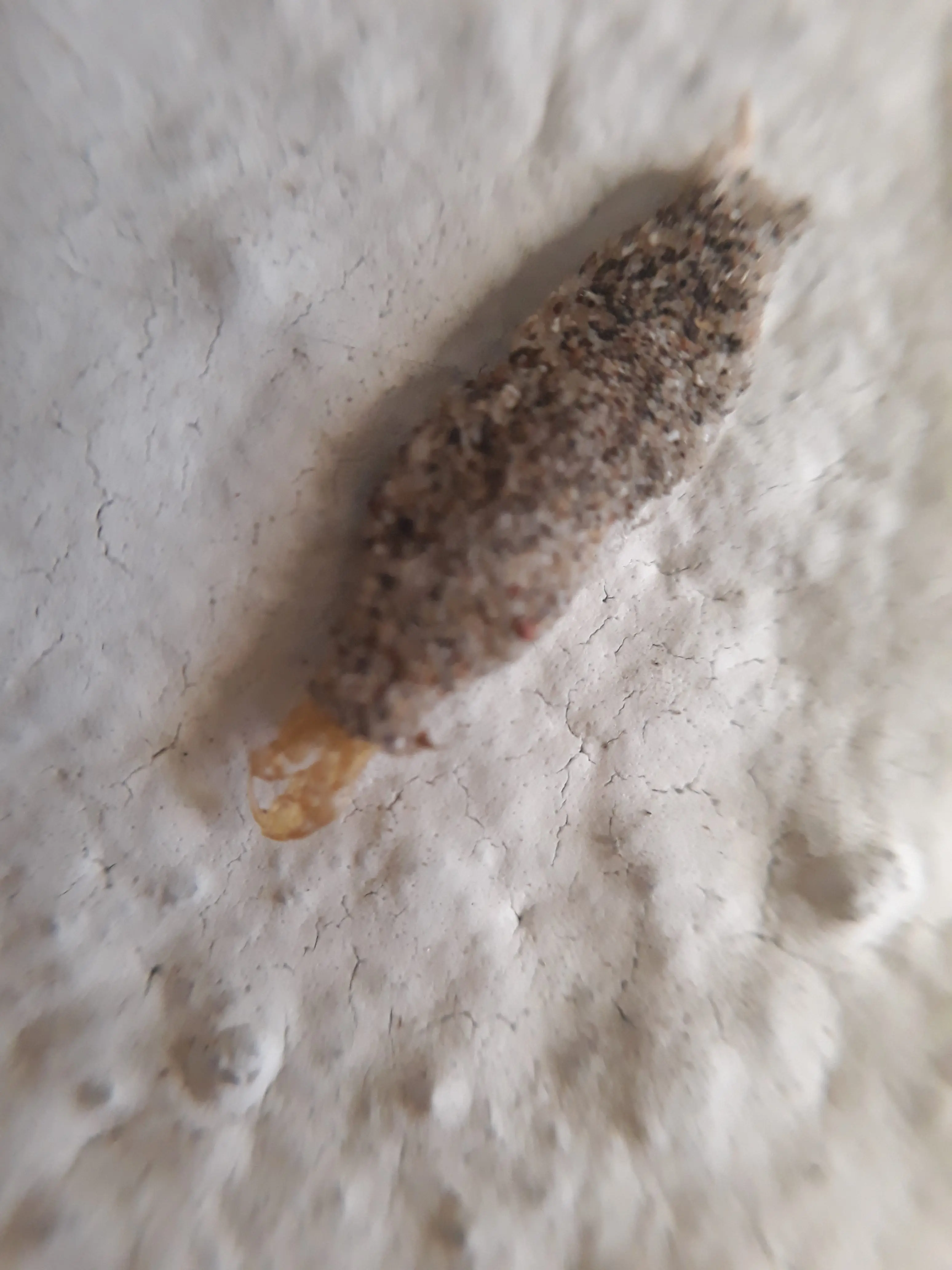 What Are Those Small Bags on the Wall Really? The Truth Might Creep You Out