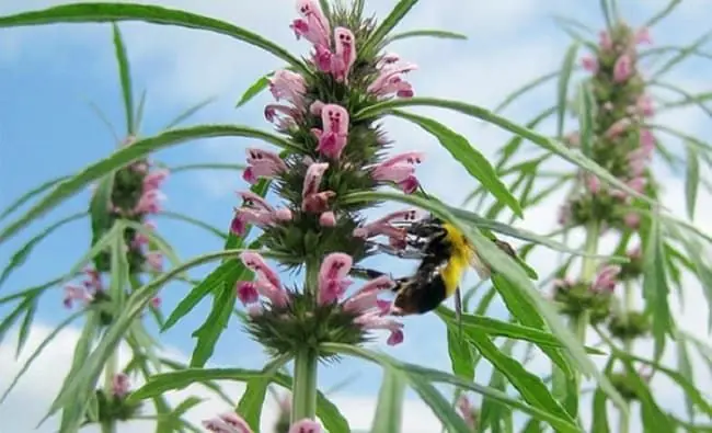 The amazing benefits of motherwort that many people are unaware of