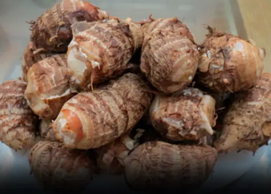 This Village Rarely Sees Cancer — Their Secret Is a Simple Root Vegetable