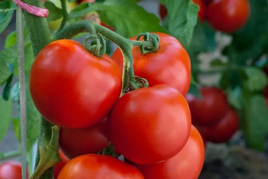 Mind-Blowing Facts About Tomatoes That Will Surprise You!