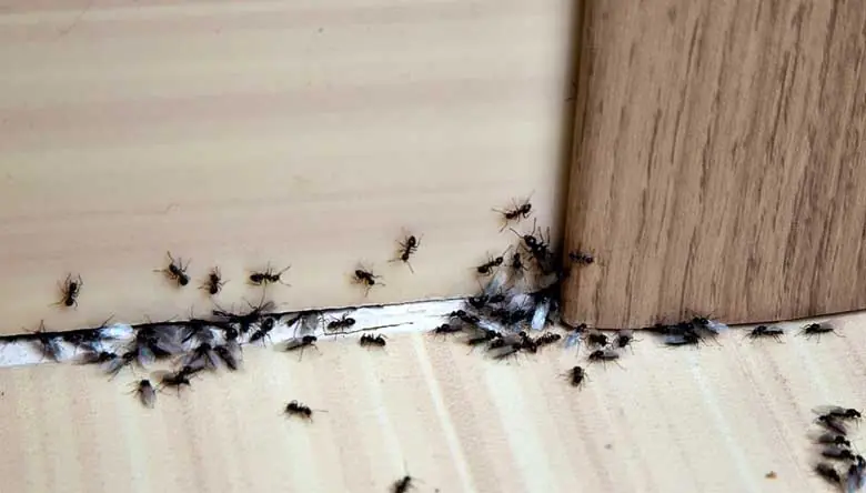 When ants appear in your home out of nowhere, it could mean more than you think