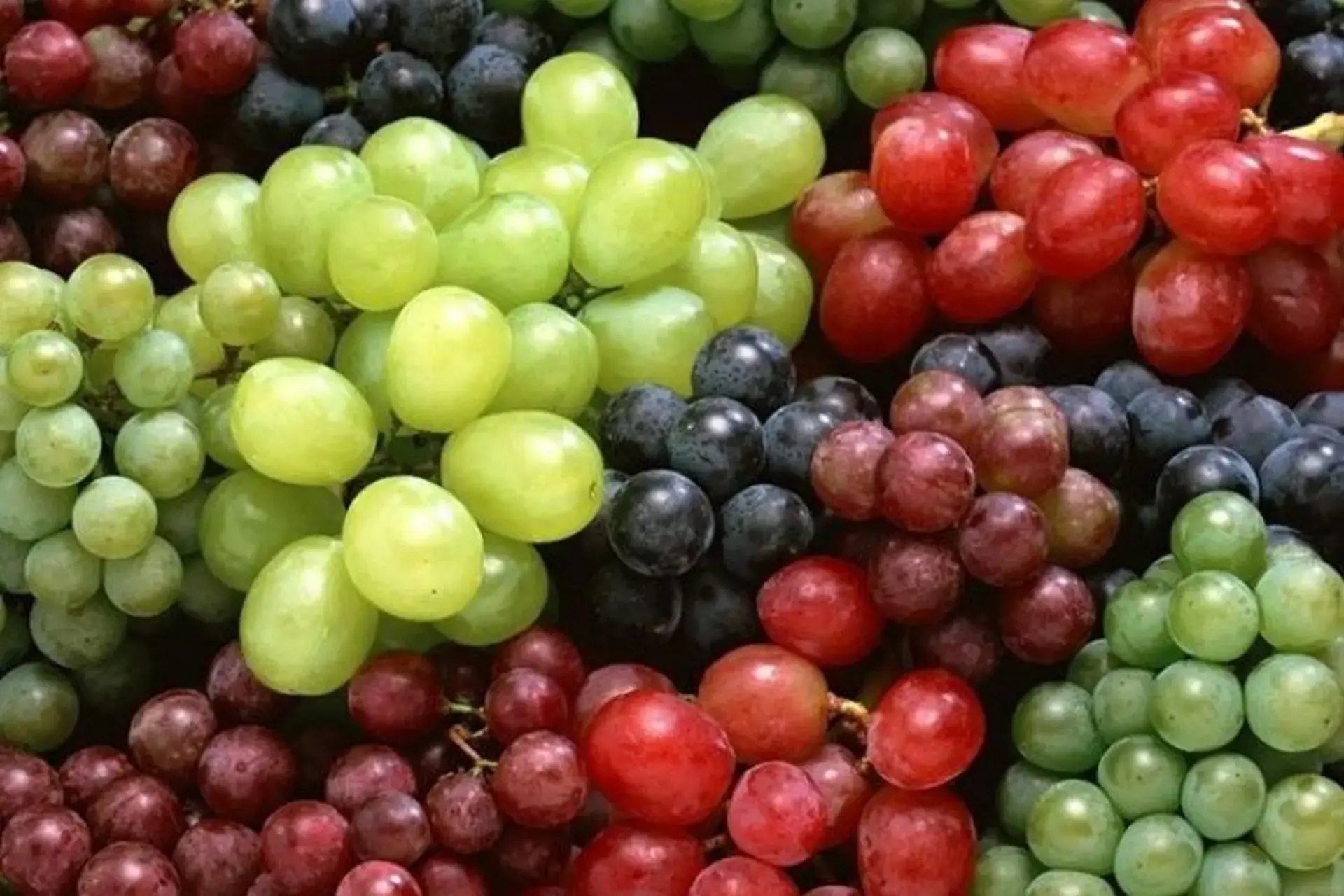 Eating grapes every day? Here’s what you should keep in mind
