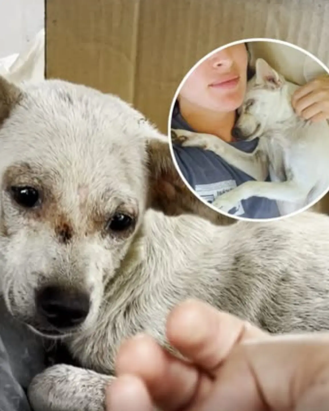 Once Left In A Trash Pile, Now He’s The Happiest Dog Around