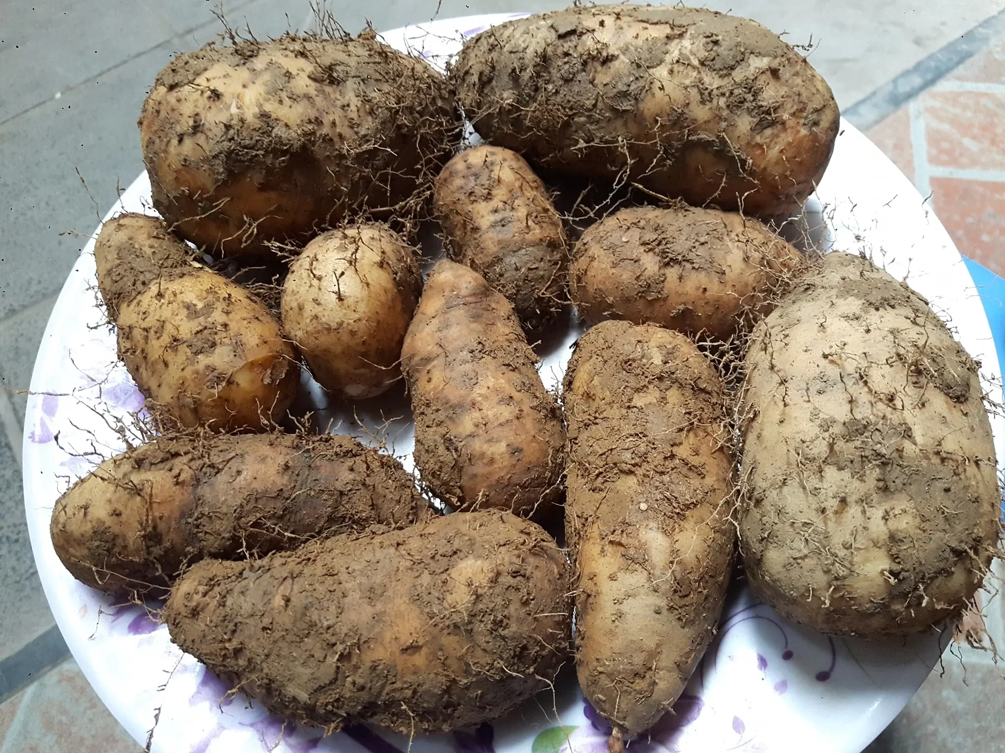 Referred to as “the common man’s ginseng,” this root offers impressive health benefits that are still underappreciated