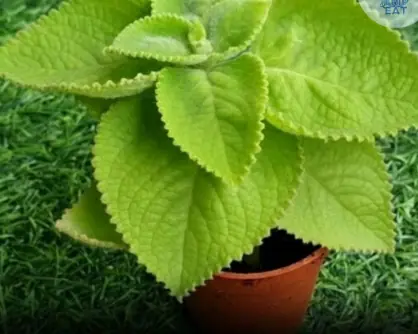 A scientific look at oregano’s role in supporting wellness