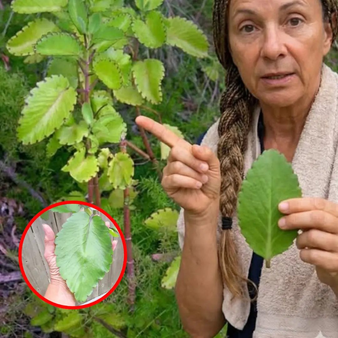 Leaf of Life: The Backyard Miracle Plant with Incredible Healing Powers