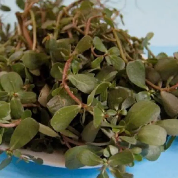 Once Overlooked, This Wild Vegetable Is Now Valued as a Powerful Health Herb