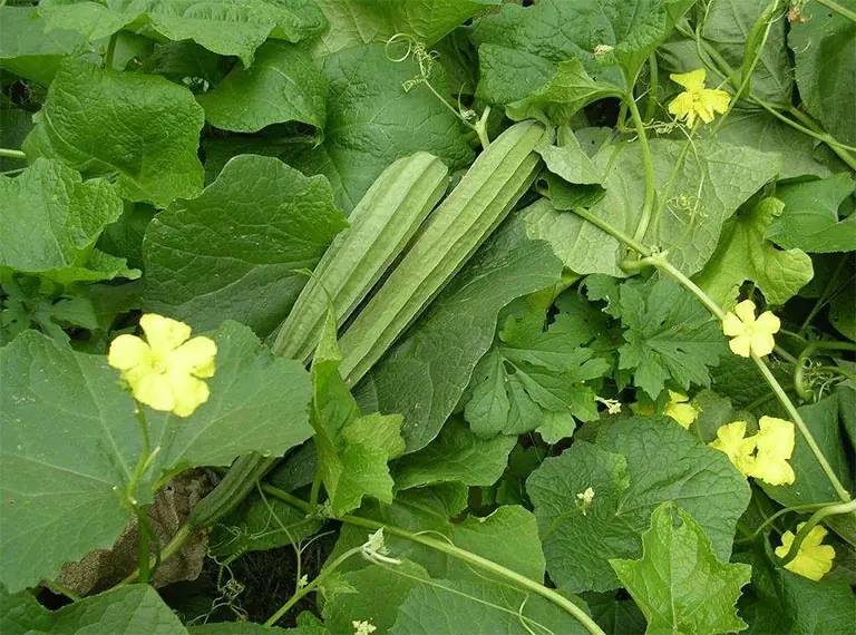 Not Just the Fruit: This Part of the Luffa Plant Is a Hidden Treasure for the Liv.er, Eyes, and Skin—Many People Still Throw It Away
