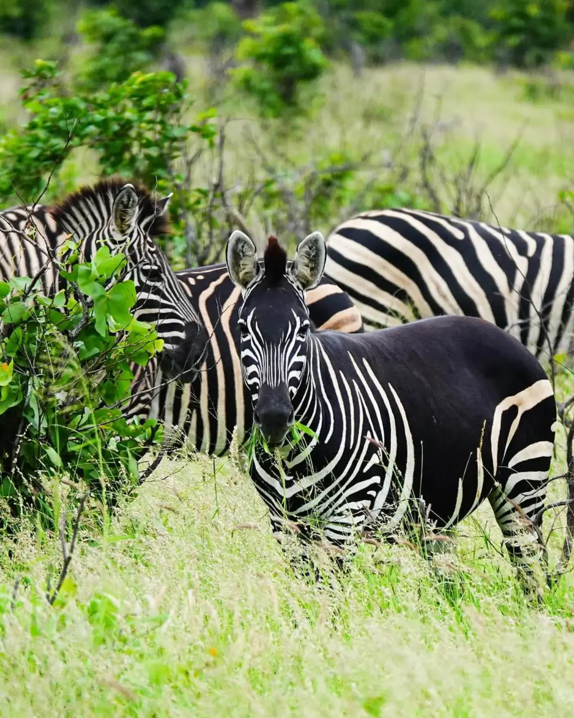 Unusual Zebra With Missing Stripes Spotted In South Africa Sparks Buzz